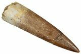 Fossil Plesiosaur (Zarafasaura) Tooth - Morocco #349870-1